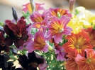 Salpiglossis � fleurs changeantes, Trompette de velours, Salpiglossis sinuata