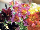 Salpiglossis  fleurs changeantes, Trompette de velours, Salpiglossis sinuata