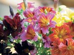 Salpiglossis à fleurs changeantes, Trompette de velours, Salpiglossis sinuata Salpiglossis à fleurs changeantes, Trompette de velours, Salpiglossis sinuata