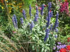Sauge farineuse, Salvia farinacea
