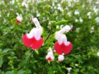 Sauge de Graham Hot Lips, Salvia microphylla 'Hot Lips'