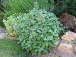 Sauge officinale, Salvia officinalis