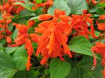 Sauge éclatante, Salvia splendens