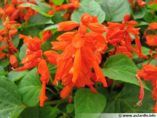 Sauge clatante, Salvia splendens