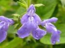 Salvia urica