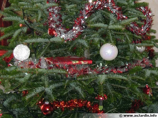 Le sapin de Noël, une institution dans de nombreux pays