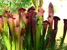 Les plantes carnivores