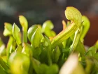Sarracenie bec de perroquet, Sarracenia psittacina