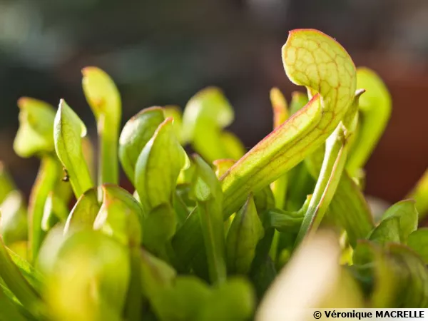 Sarracenie bec de perroquet, Sarracenia psittacina