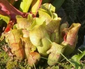 Sarrac�nie pourpre, Sarrac�ne pourpre, Sarracenia purpurea