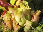 Sarracnie pourpre, Sarracne pourpre, Sarracenia purpurea