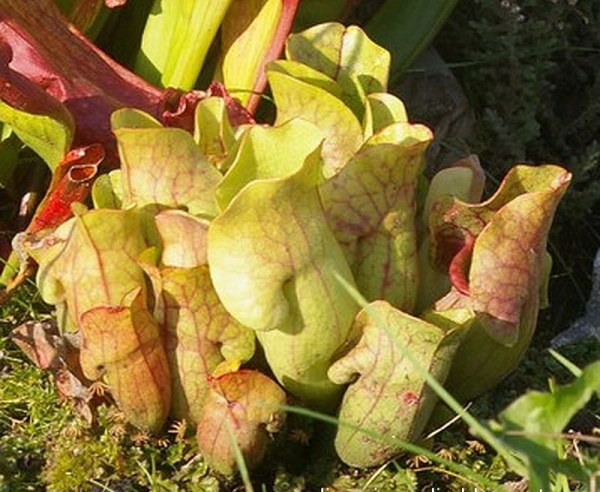 Plantes carnivores : une culture exigeante
