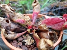 Hiverner les plantes carnivores