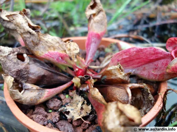 Sarracenia purpurea en hiver à l'extérieur