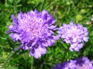 Scabieuse, Scabiosa