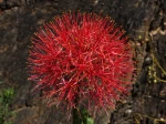 Ail rouge, Haemanthus multiflore, Scadoxus multiflorus