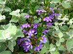 Scaévola, Fleur éventail de fée, Scaevola aemula 'Whirlwind Blue' dans une jardinière Scaévola, Fleur éventail de fée, Scaevola aemula 'Whirlwind Blue' dans une jardinière