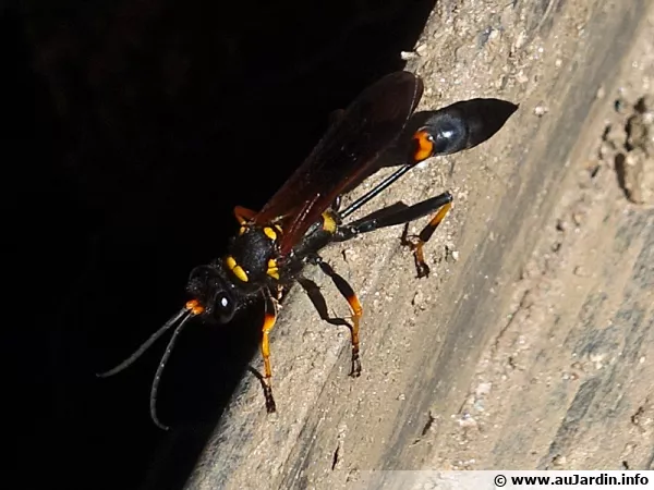 Scelipron caementarium, gupe maonne que l'on trouve frquemment dans le sud et en Corse 