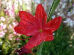 Fleur du Lis des Cafres, Schizostylis coccinea