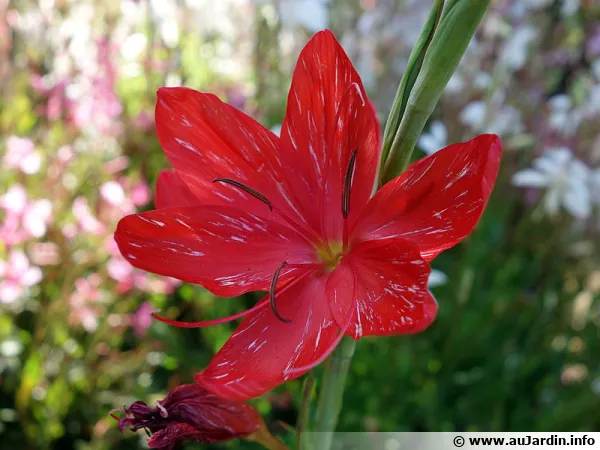 Fleur du Lis des Cafres, Schizostylis coccinea