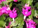 Cactus de No�l, Schlumbergera x buckleyi