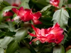 Schlumbergera tronqu, Schlumbergera truncata