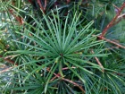 Pin parasol japonais, Koyamaki, Sciadopitys verticillata