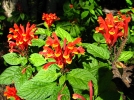 Scutellaire carlate, Scutellaire du Costa Rica, Scutellaria mociniana