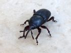 Charançon de l'agave, Scyphophorus acupunctatus