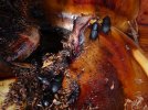 Charanon de l'agave, prvention et traitements biologiques