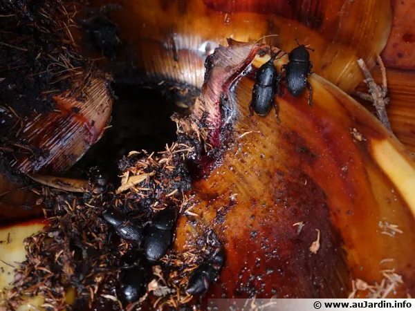 Charanon de l'agave, Scyphophorus acupunctatus