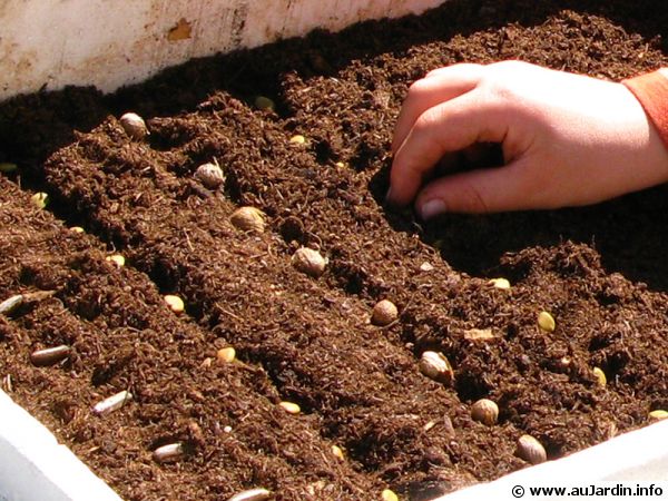 Semer des graines échangées avec d'autres jardinier pour préserver la biodiversité