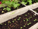 Un potager au balcon