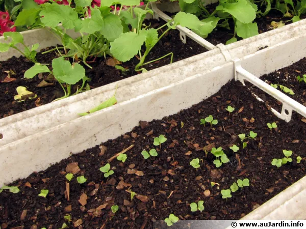 Semis de radis en jardinières