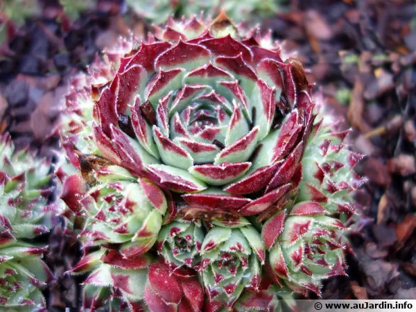Joubarbe du calcaire, Sempervivum calcareum 'Mrs Giuseppi'