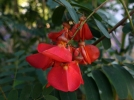 Flamboyant d'Hyres, Sesbania punicea