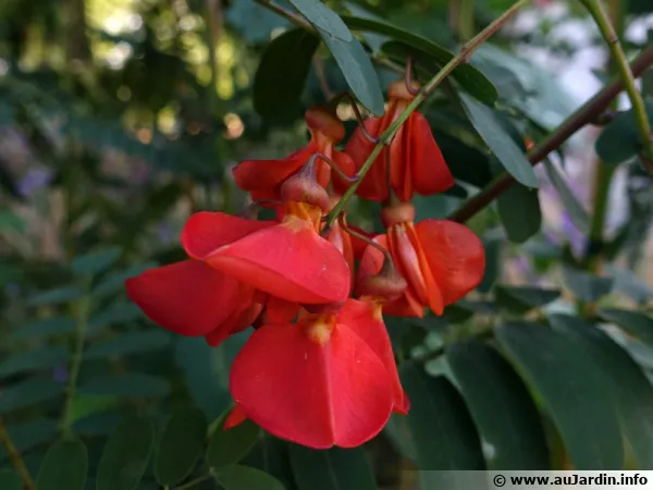 Flamboyant d'Hyères, Sesbania punicea