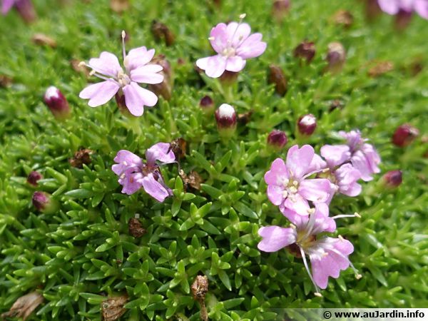 FLOREALPES : Silene acaulis subsp. bryoides / Silène fausse Mousse /  Caryophyllaceae / Fiche détaillée Fleurs des Hautes-Alpes