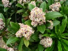 Skimmia du Japon, Skimmia japonica