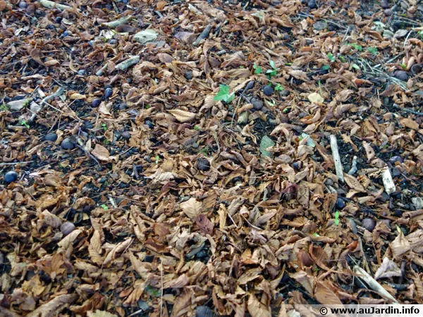 Un sol nu  l'automne