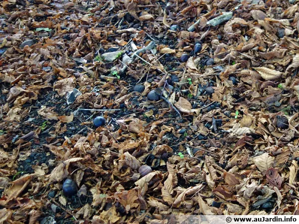 Les feuilles mortes apportent de la matière organique au sol