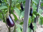 Aubergine, Solanum melongena