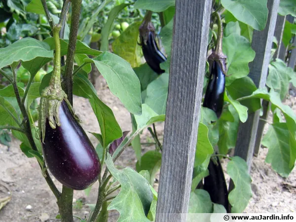 Aubergine, Solanum melongena