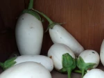 Aubergine plante � oeuf, Solanum melongena 'Blanche Ronde � oeuf'