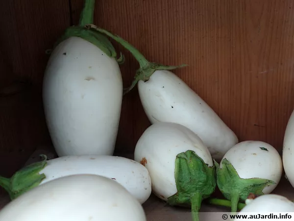 Aubergine plante à oeuf, Solanum melongena 'Blanche Ronde à oeuf'