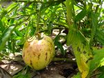 Poire-melon, Pepino, Solanum muricatum