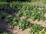 Pomme de terre, Solanum tuberosum