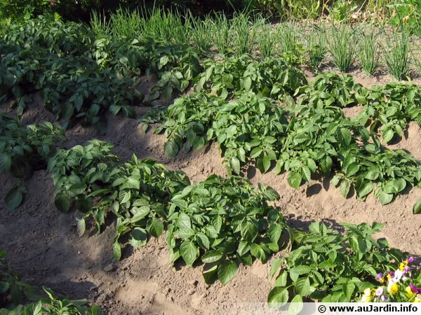 La conservation des pommes de terre