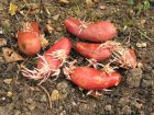 La germination des pommes de terre