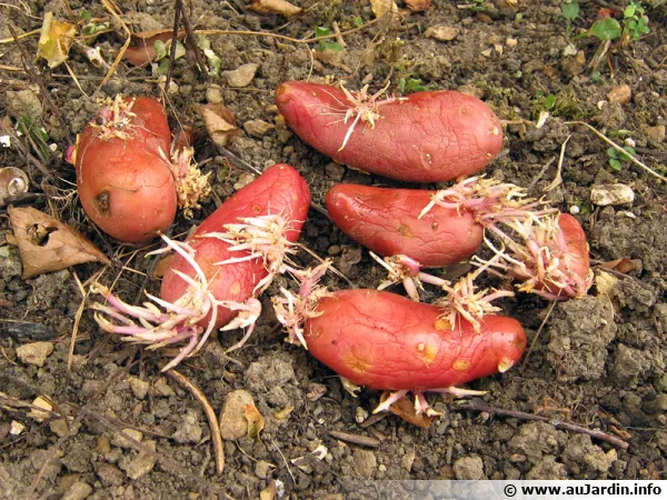 Tubercules de pommes de terre germés